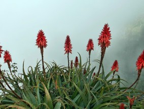 花卉旅游规划与对称花卉图案设计的融合艺术花卉旅游的概念